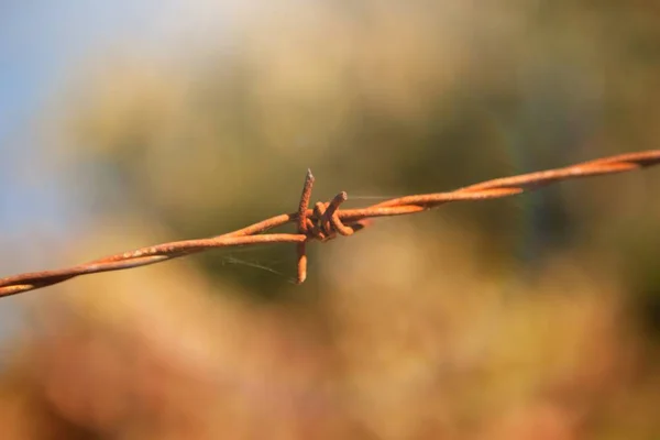 Recinzione arrugginita di spine — Foto Stock