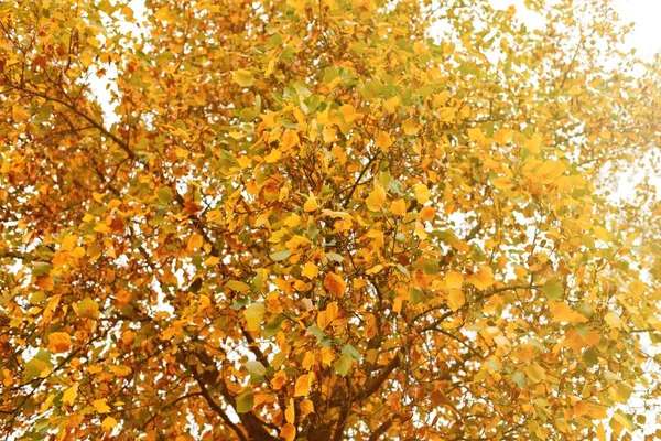 Árvore no parque outono — Fotografia de Stock