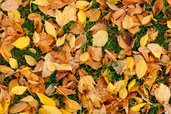 Fallen autumn leaves — Stock Photo, Image