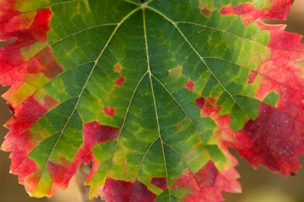 잎의 색깔 변화 — 스톡 사진