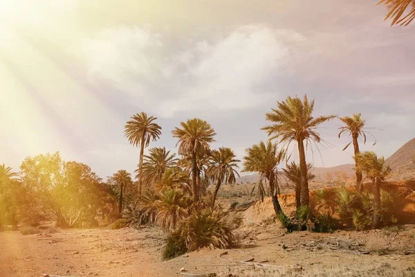 Local do deserto com palmeiras — Fotografia de Stock