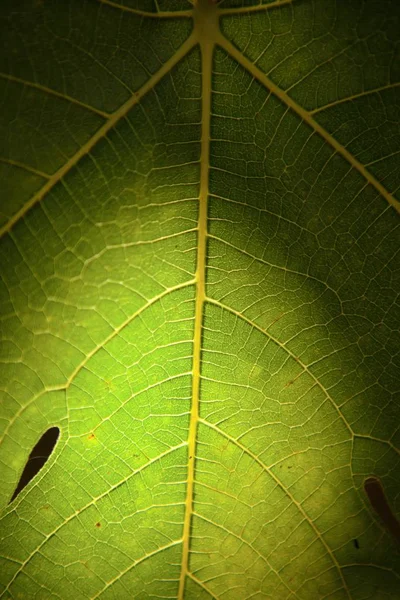 Detail des grünen Blattes — Stockfoto