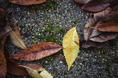 güzel sonbahar yaprakları