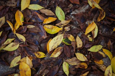 güzel sonbahar yaprakları