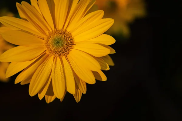 Yellow daisy flower — Stock Photo, Image