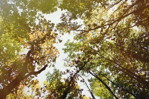 Tapas de árboles de otoño —  Fotos de Stock