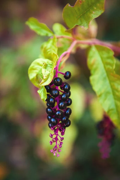 Belle grappe de baies d'automne — Photo