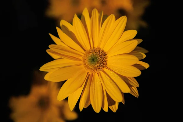 Yellow daisy flower — Stock Photo, Image