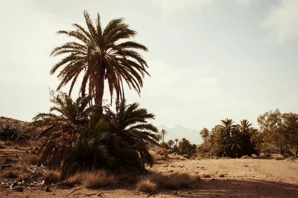 沙漠与棕榈树的地方 — 图库照片