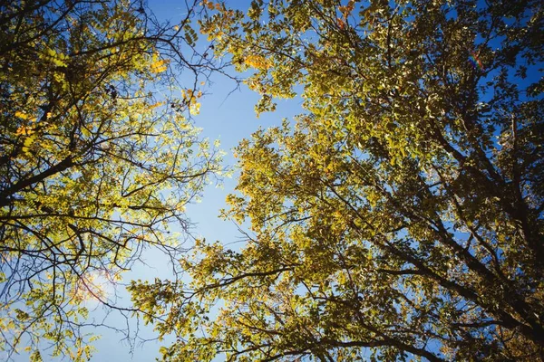 Autumn tree tops — Stock Photo, Image