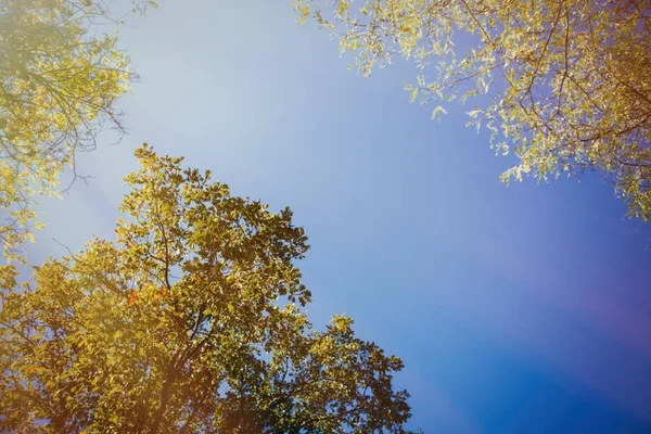 Autumn tree tops — Stock Photo, Image