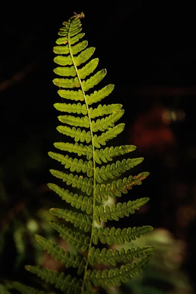 Fern güneş ışığı altında yaprak — Stok fotoğraf