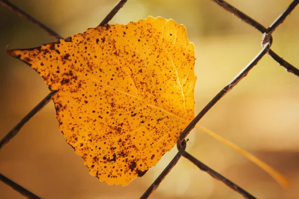금속 울타리에 노란 잎. — 스톡 사진