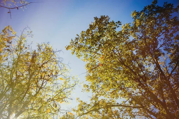 Autumn tree tops — Stock Photo, Image