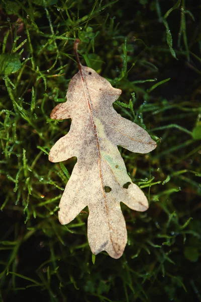 Folha de carvalho seco na grama verde — Fotografia de Stock