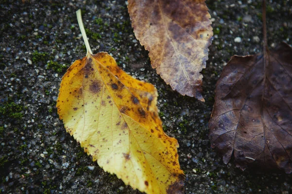 Lindas folhas de outono — Fotografia de Stock