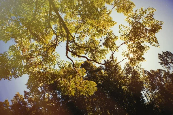 Autumn tree tops — Stock Photo, Image