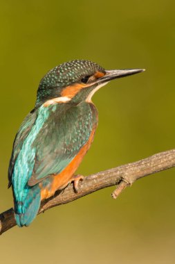 dala tünemiş kingfisher 