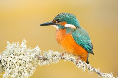 dala tünemiş kingfisher 