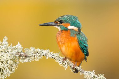 Kingfisher perched on branch  clipart