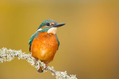 dala tünemiş kingfisher 
