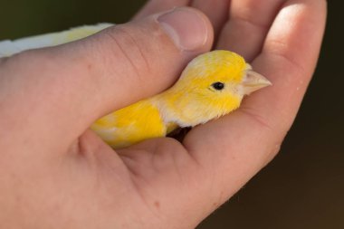 Beautiful yellow canary in hand clipart
