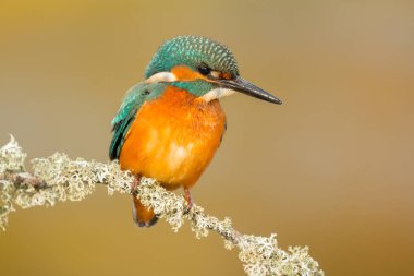 dala tünemiş kingfisher 
