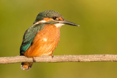 dala tünemiş kingfisher 