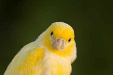 Beautiful yellow canary  clipart