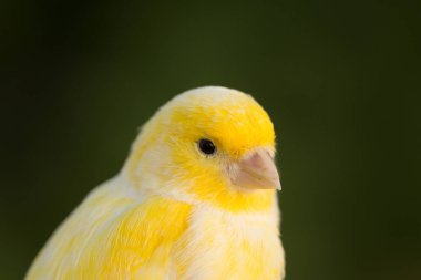 Beautiful yellow canary  clipart