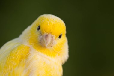 Beautiful yellow canary  clipart