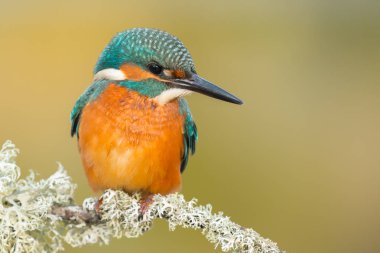 dala tünemiş kingfisher 