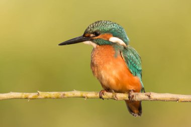 dala tünemiş kingfisher 