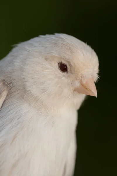 Beautiful white canary — Stock Photo, Image