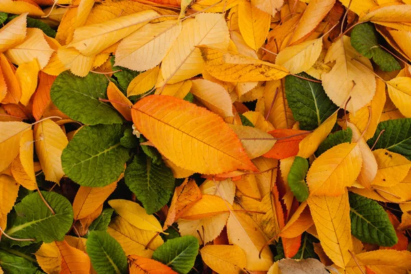 güzel sonbahar yaprakları