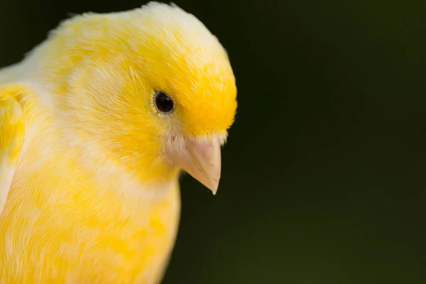 Canário amarelo bonito — Fotografia de Stock