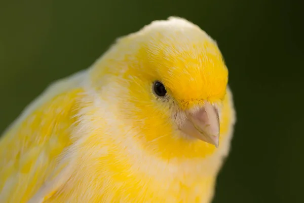 아름 다운 노란 카나리아 — 스톡 사진