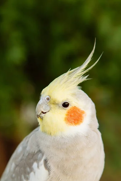 Hermosa ninfa loro — Foto de Stock