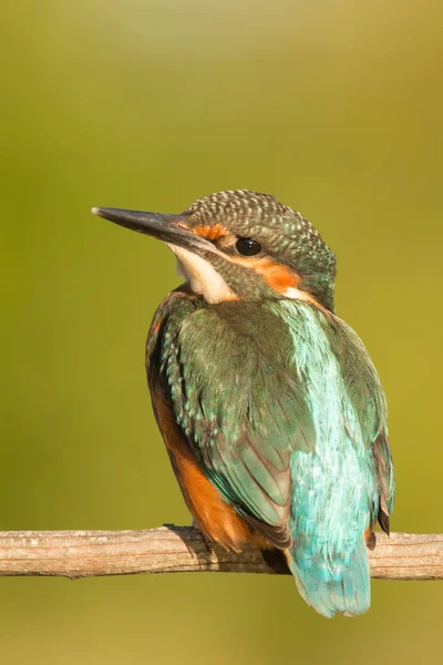 Kingfisher empoleirado no ramo — Fotografia de Stock