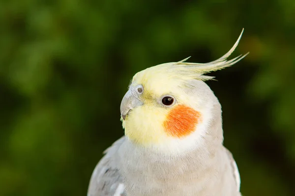 Schöne Papageiennymphe — Stockfoto