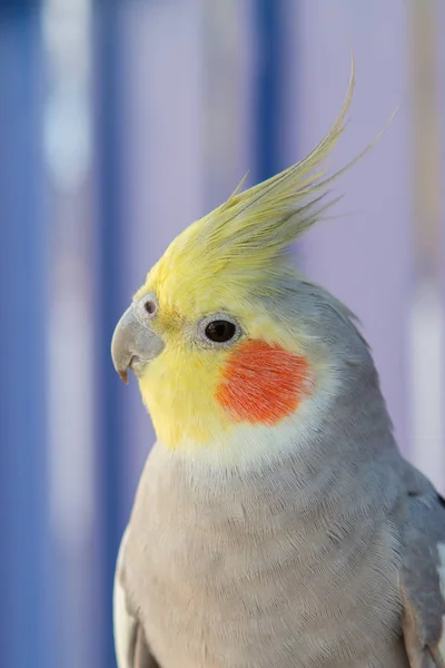 Linda ninfa papagaio — Fotografia de Stock