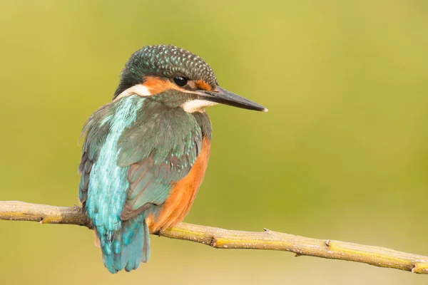 Kingfisher empoleirado no ramo — Fotografia de Stock