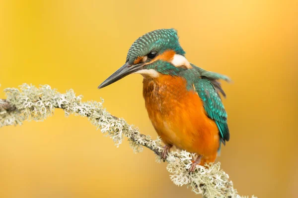 Kingfisher uppflugen på gren — Stockfoto