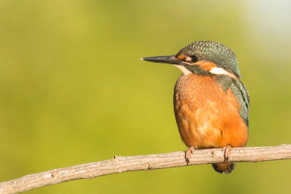 Kingfisher empoleirado no ramo — Fotografia de Stock