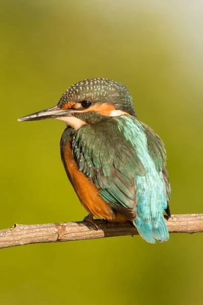 Kingfisher encaramado en la rama — Foto de Stock