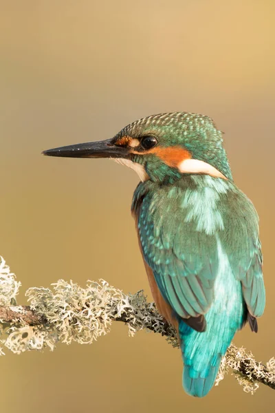 Kingfisher uppflugen på gren — Stockfoto