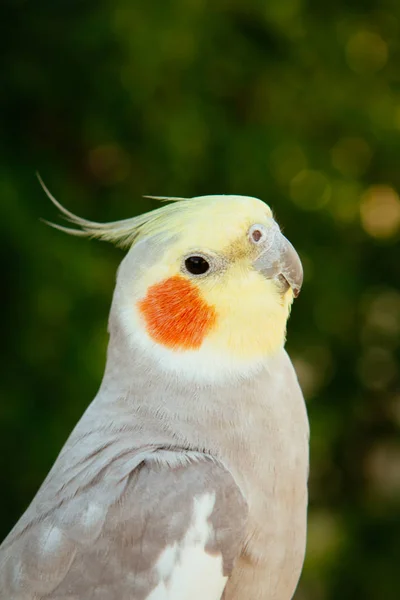 Vacker papegoja nymf — Stockfoto