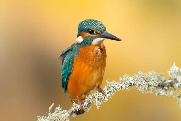 Kingfisher encaramado en la rama — Foto de Stock