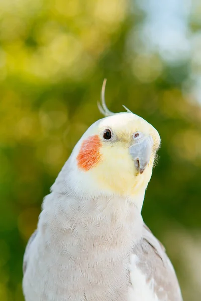 Красивая нимфа попугая — стоковое фото