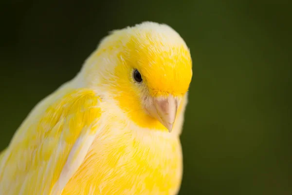 Canário amarelo bonito — Fotografia de Stock